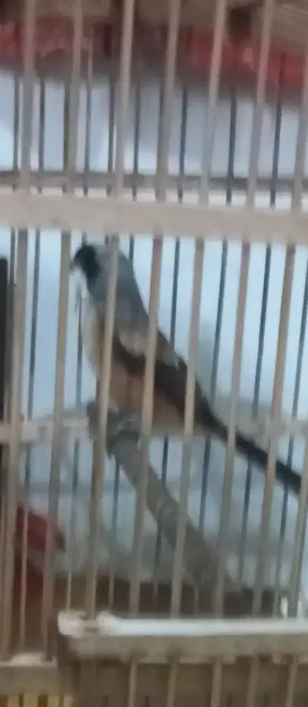 Jual burung pentet jantan