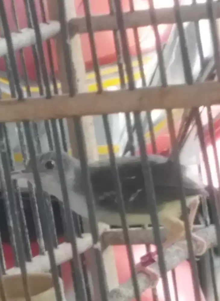 Cisem betina/PP bety