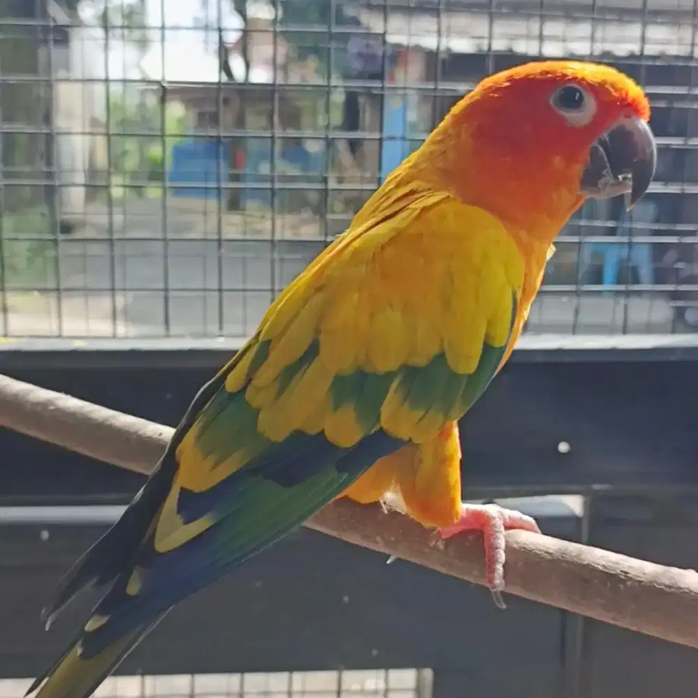 Sunconure High Yellow