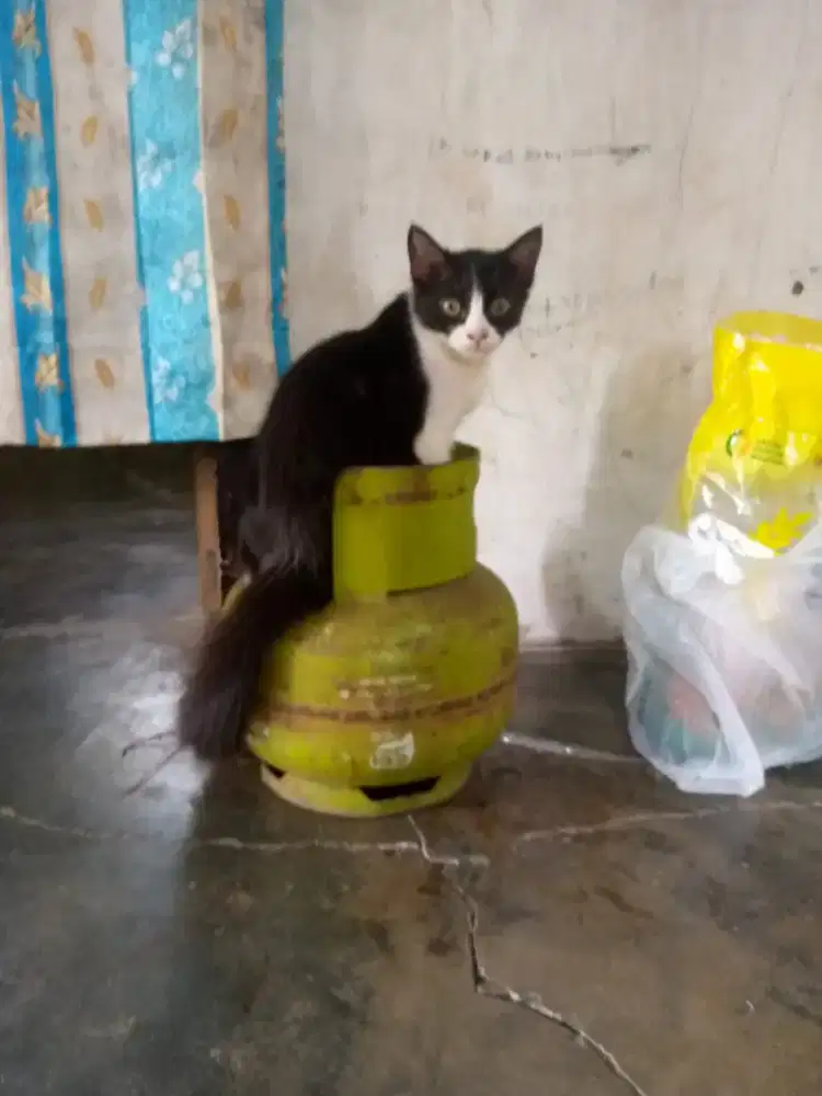 LOKER MIE AYAM & BAKSO MALANG