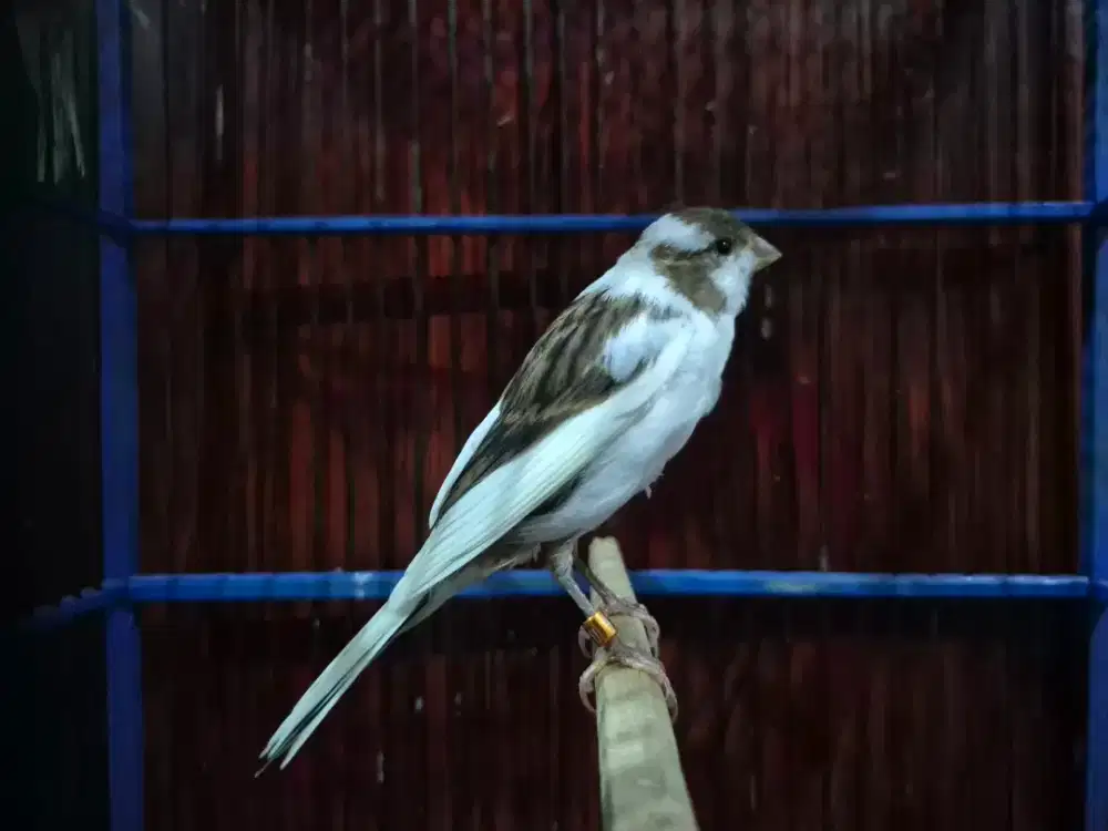 2 Ekor Kenari AF & AFS Paud