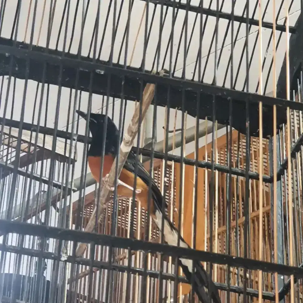 Murai pastol non gembung MH purtotal