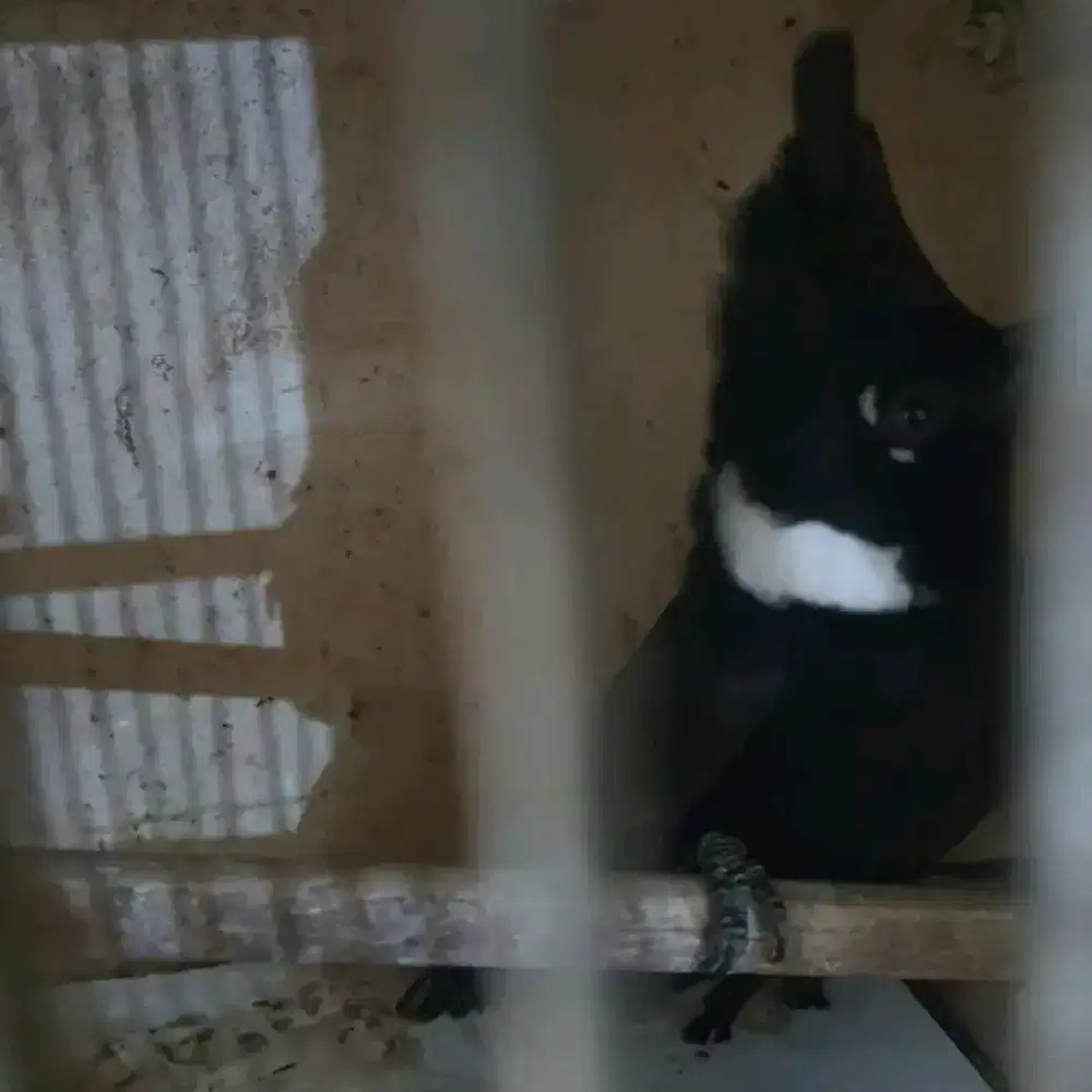 Lilin hitam MH mulus