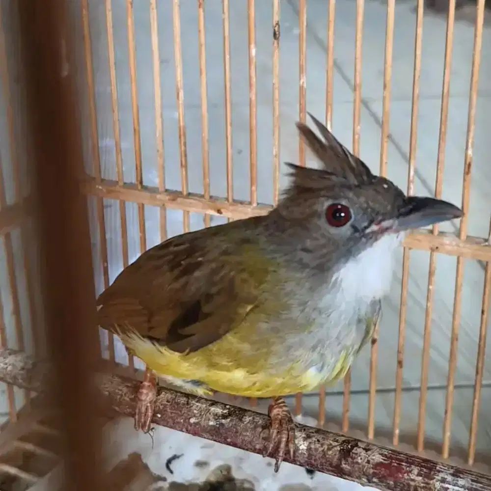 Cucak jenggot jawa MH