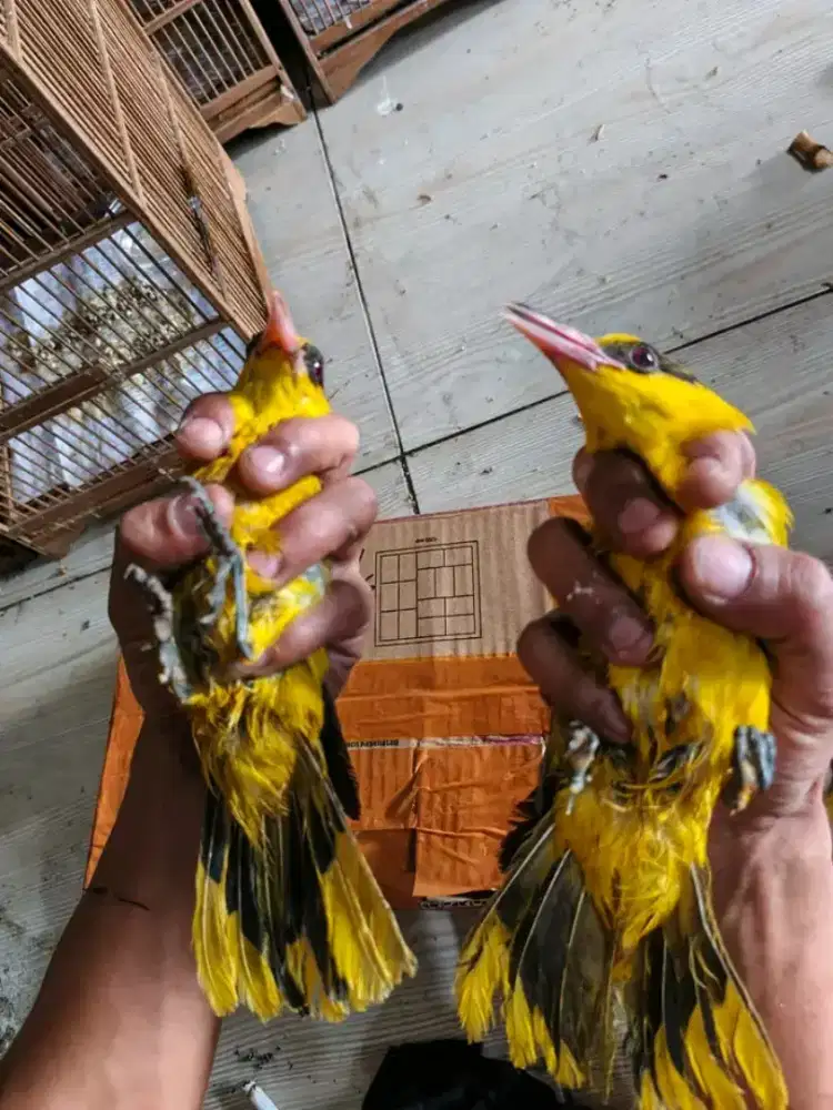 Kepodang mas bali big MH