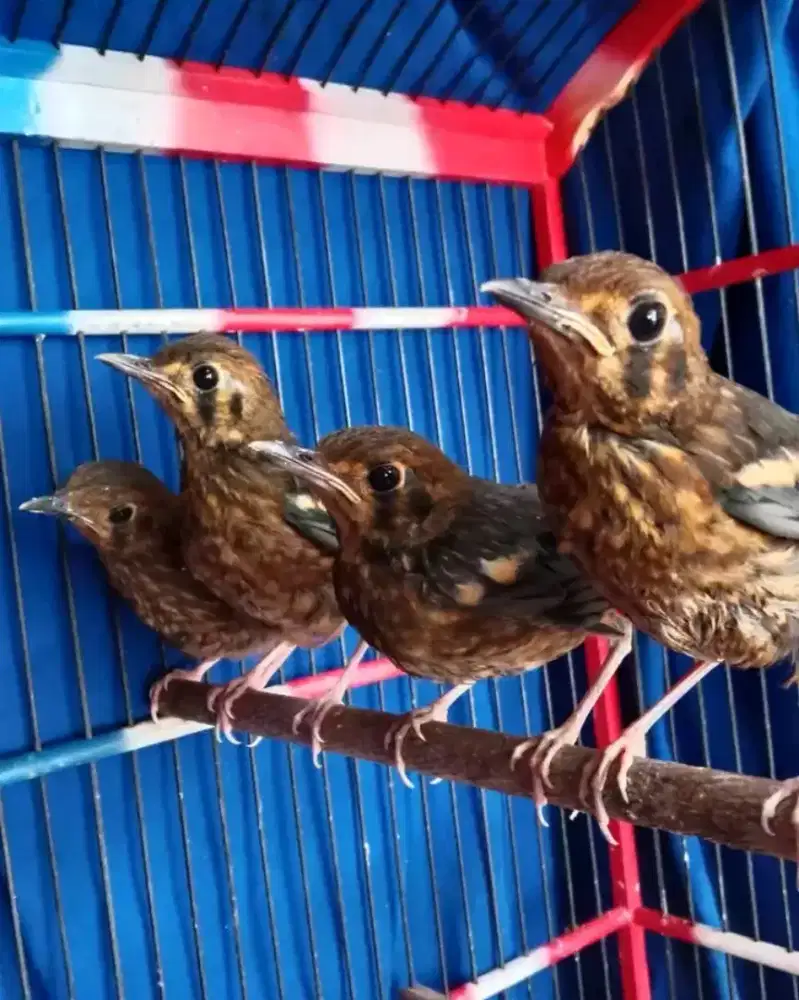 Anis merah trotol garansi jantan