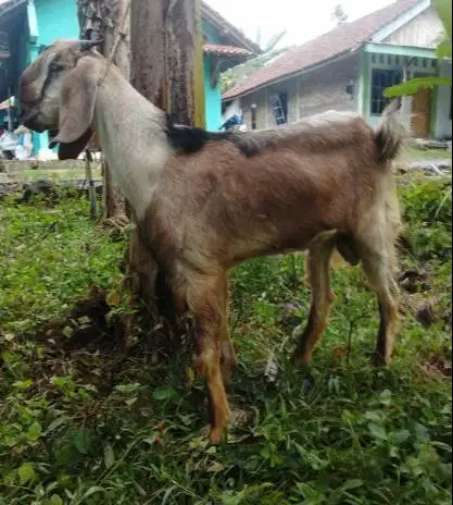 paketan 5 ekor kambing jantan TB 70cm 1 tahunan siap kurban 2026 puas