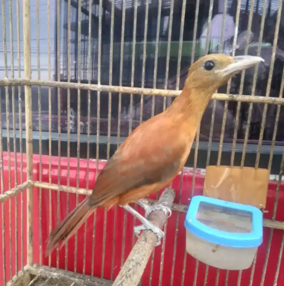 Cucak mas papua mulus rawatan