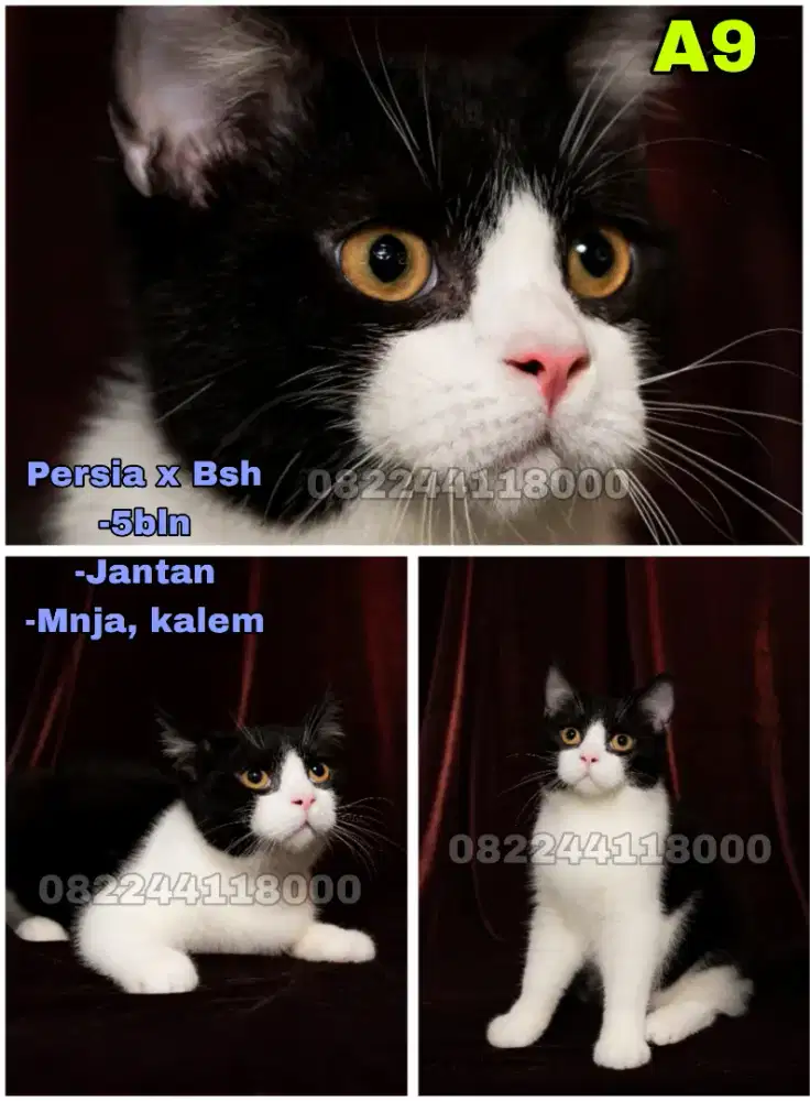 Kucing Persia x Bsh (Bicolor)
