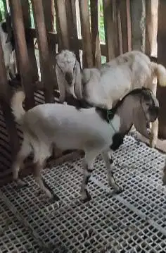 5 ekor kambing jantan TB 70cm 1 tahunan siap kurban 2026 buat pedagang