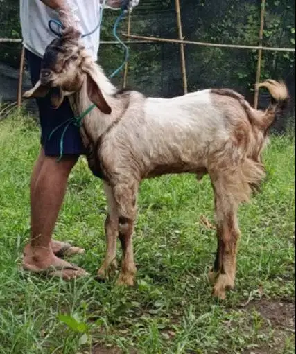 5 ekor kambing jantan TB 70cm 1 tahunan siap kurban 2026 buat pedagang