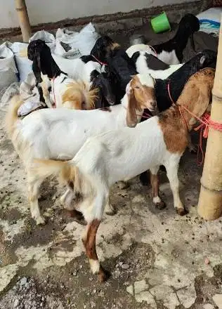 5 ekor kambing jantan TB 70cm siap penggemukan kurban 2026 jamin puas