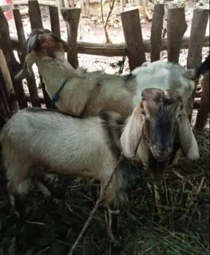 5 ekor kambing jantan jawa randu TB 70cm siap penggemukan kurban 2026