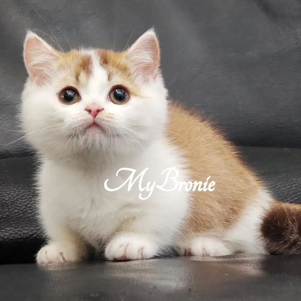 Kucing munchkin british female