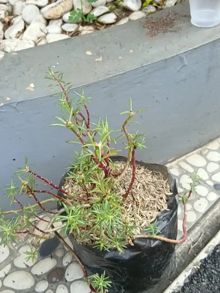 ART catering rumahan