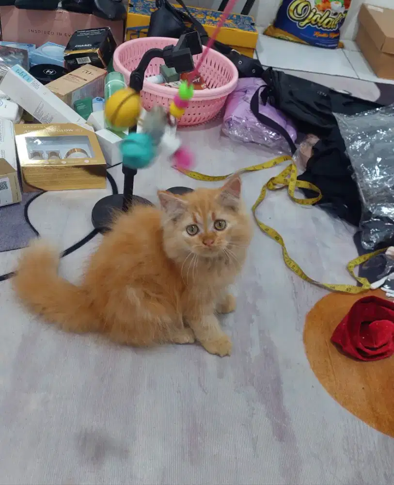 Kucing persia flatnose bulu kapas