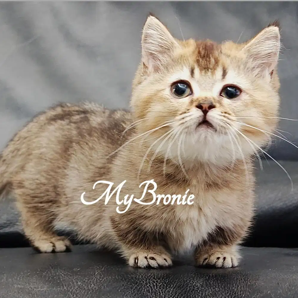 Kucing munchkin british female