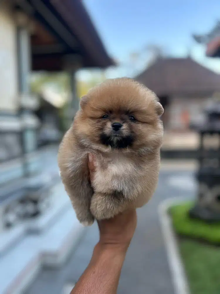 Minipom betina cantik