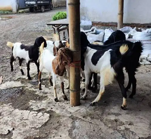 5 ekor paketan kambing jantan jawa randu TB 70cm 1 thn siap digemukin