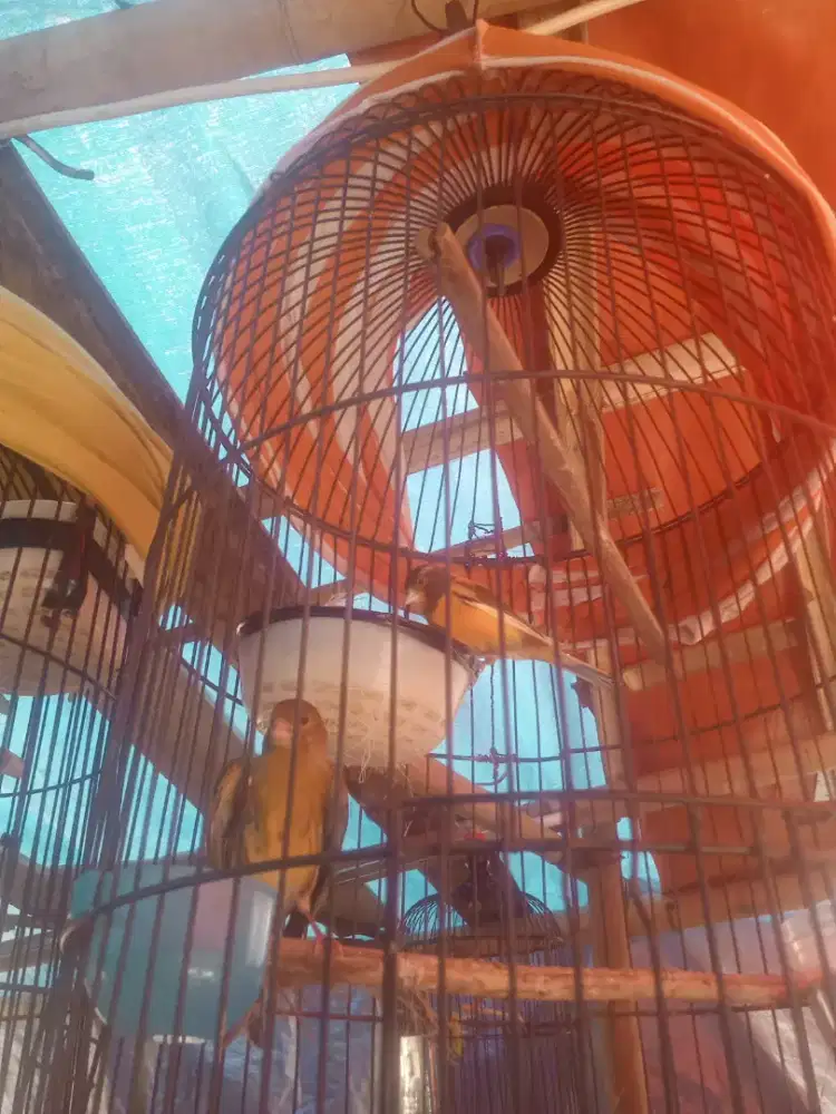 Kenari beti 2ekor ud bertelur ngerem sarang