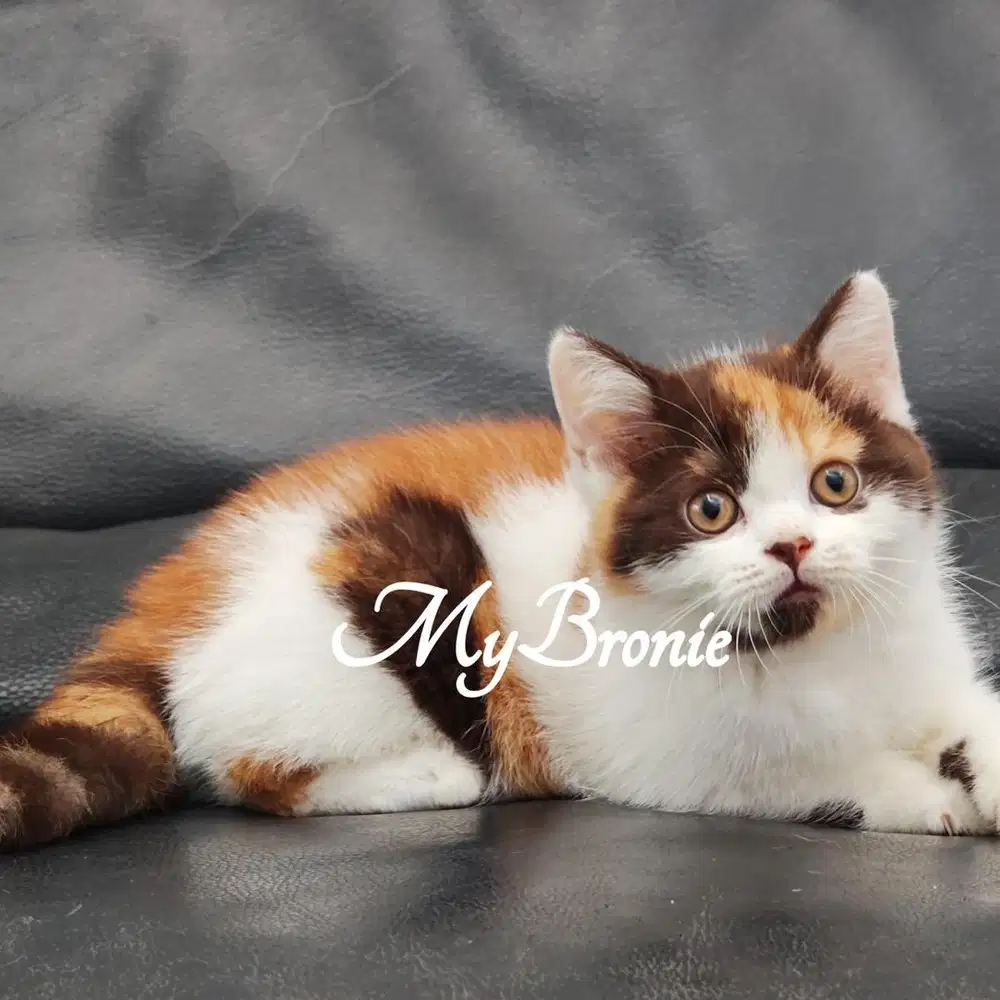 Kucing british shorthair betina anakan import