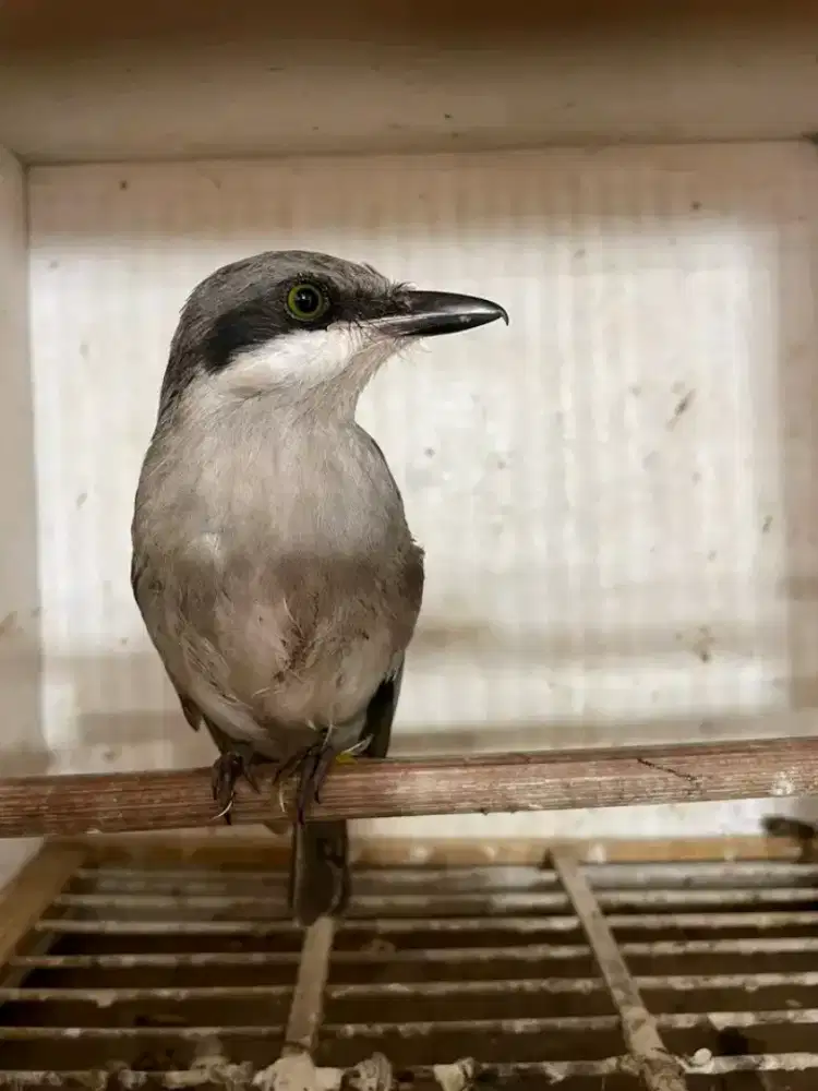 Jinjing petulak kalimantan MH