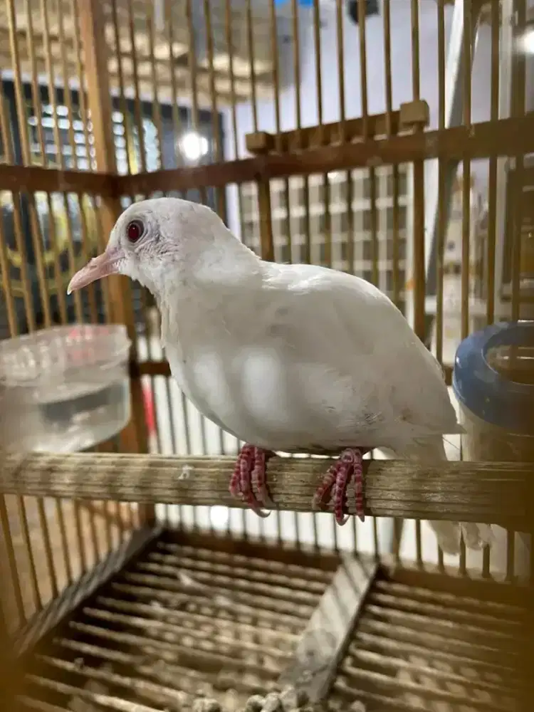 Perkutut putih kapas mm jantan