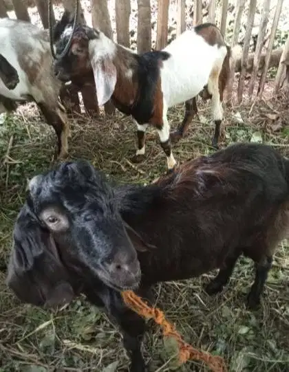 5 ekor kambing jantan jawa randu TB 70cm 1 thn siap penggemukan kurban