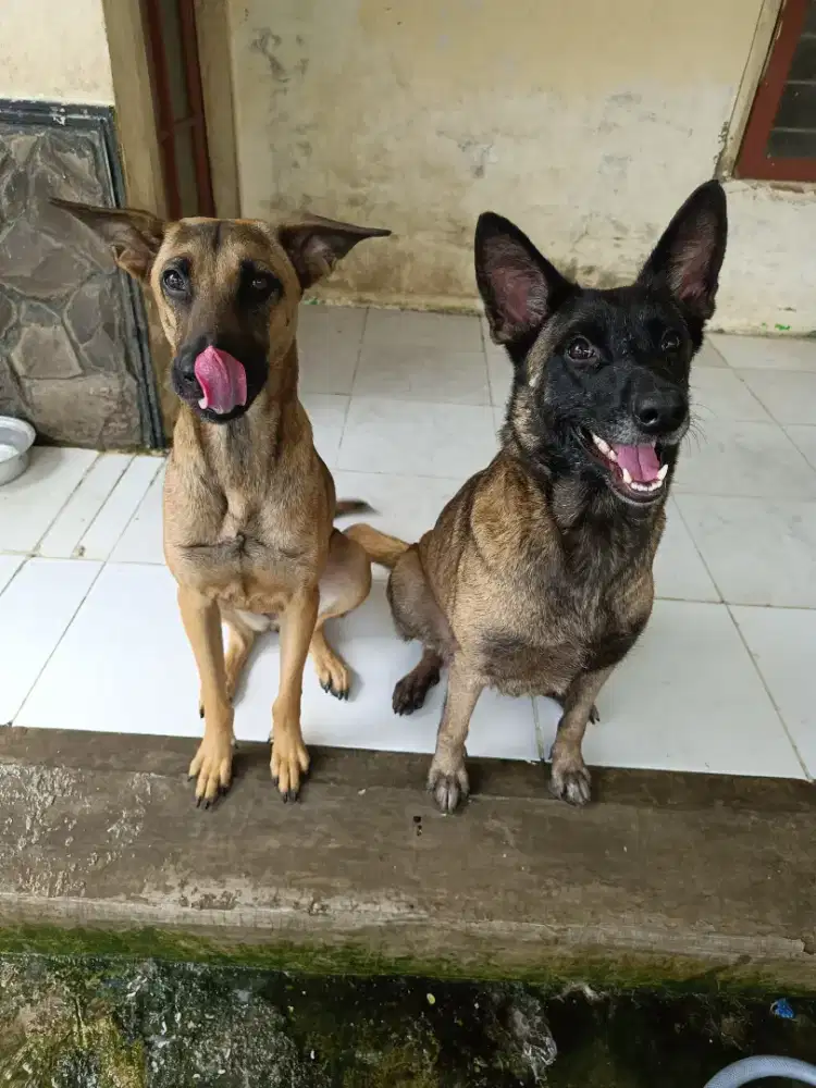 Belgian Malinois