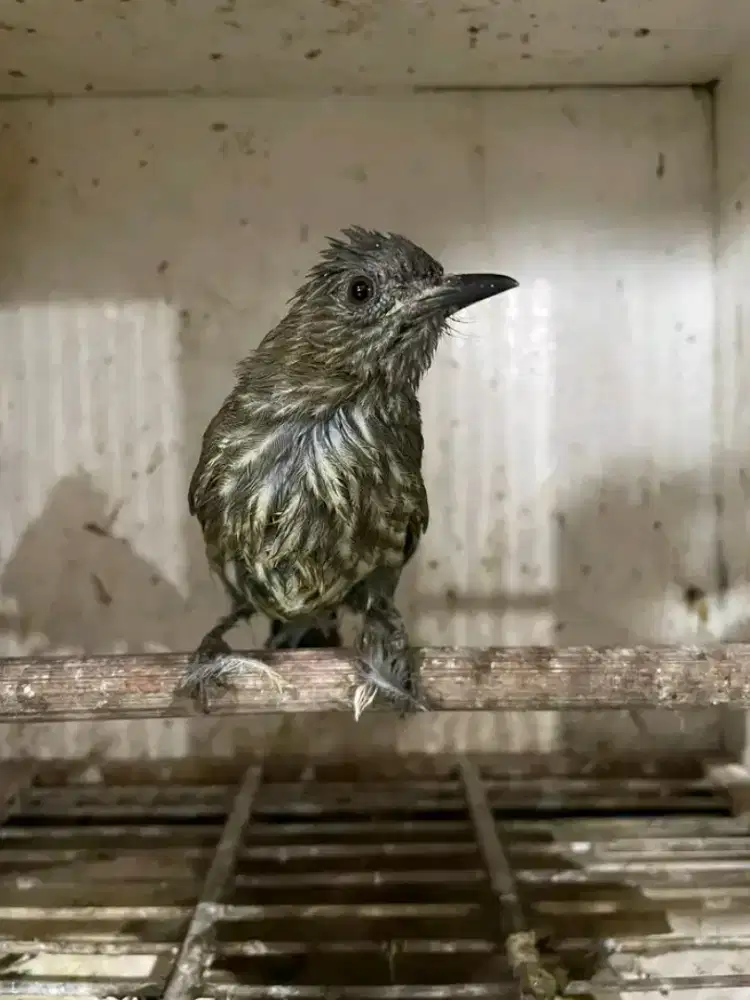 Sirisiri kecil sumatera MH