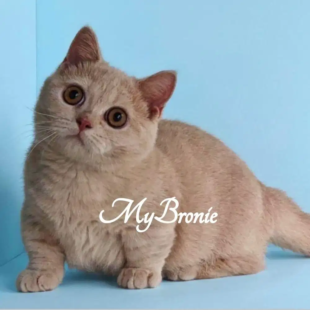 Kucing munchkin british betina cream