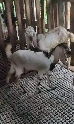 5 ekor kambing jawa randu jantan TB 70cm 1 thn siap penggemukan kurban