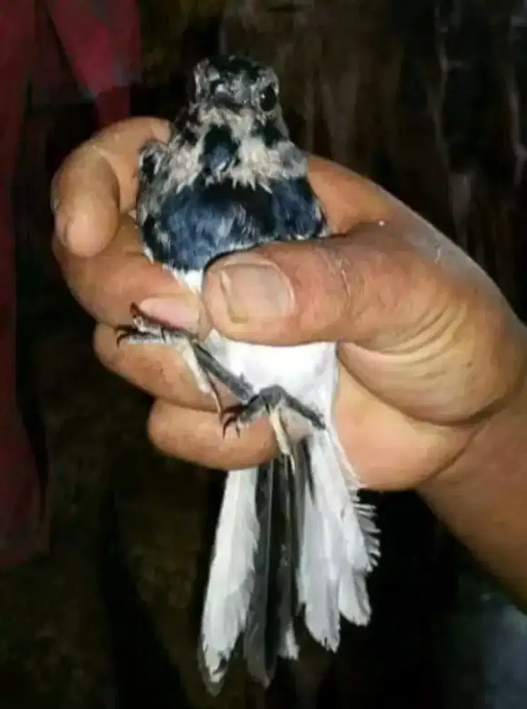 Trotol kacer jantan MH