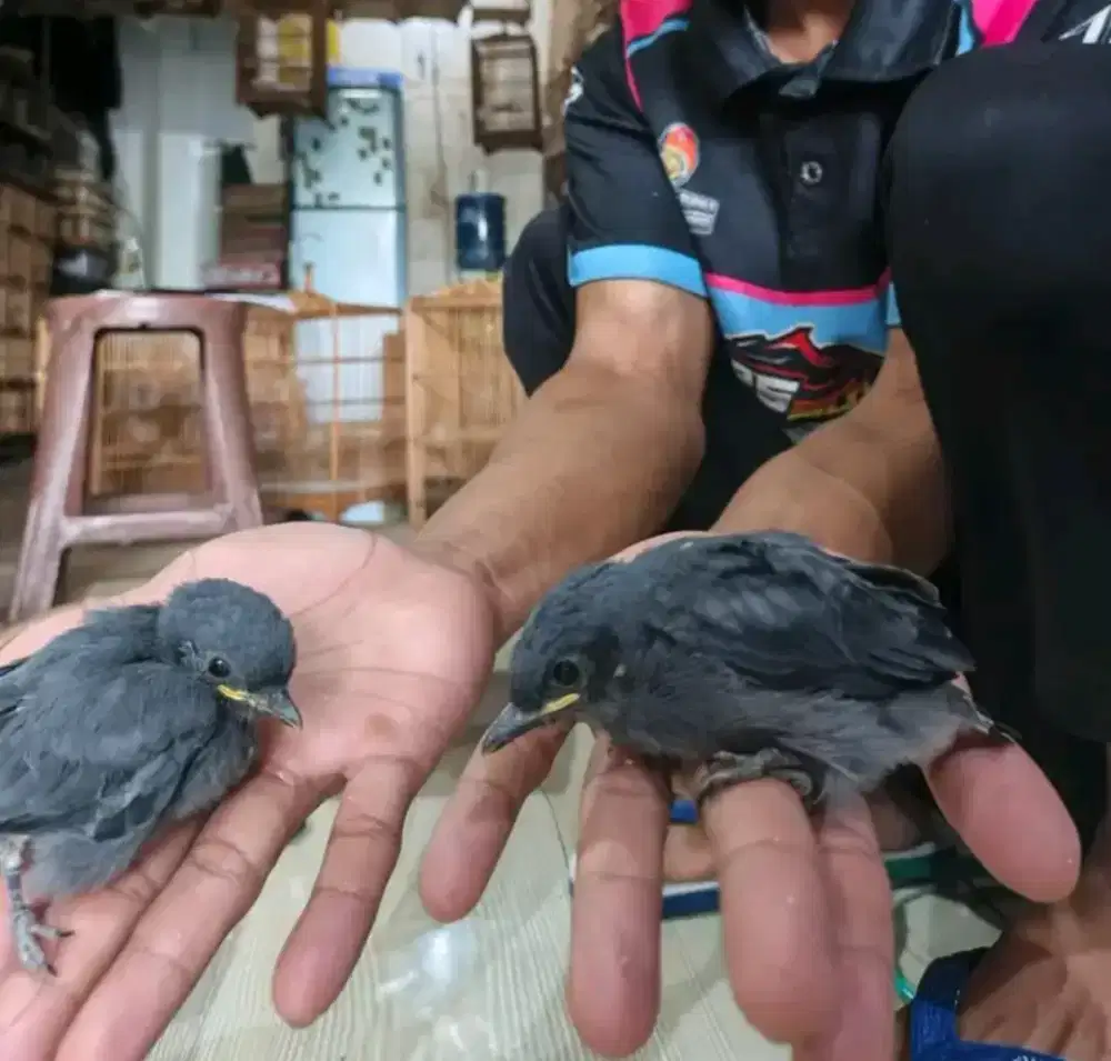 Lolohan srigunting abu maput