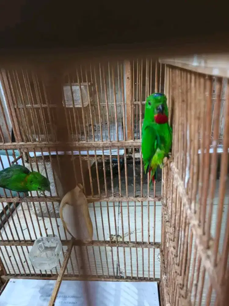 Rindit sumatera jantan