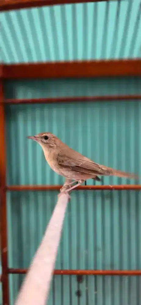 Sikatanlondo jantan aman voer