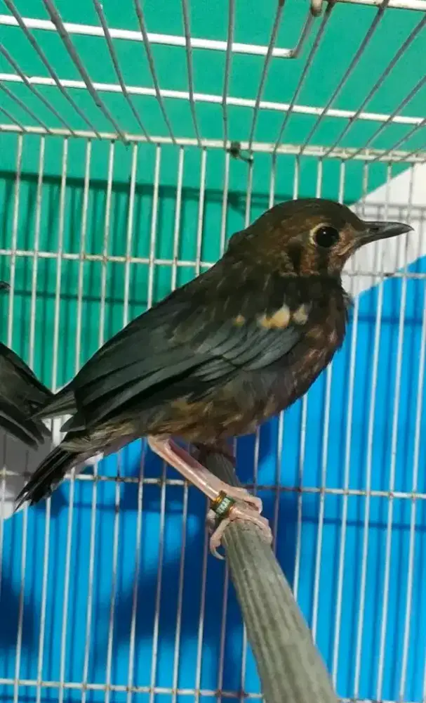 Trotol anis merah jamin jantan