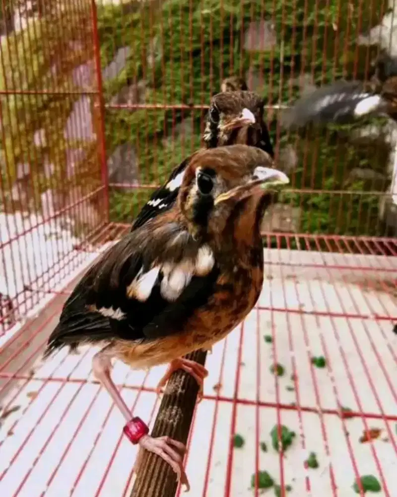 Trotol anis kembang jamin jantan