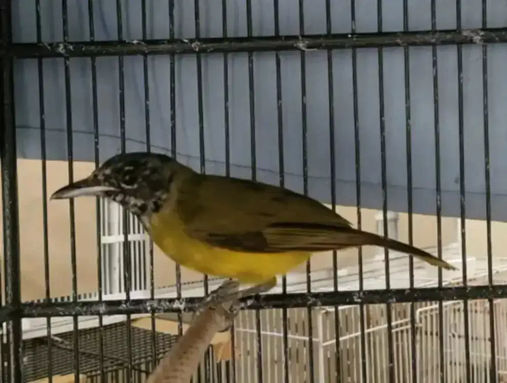 Samyong trotol jantan mh