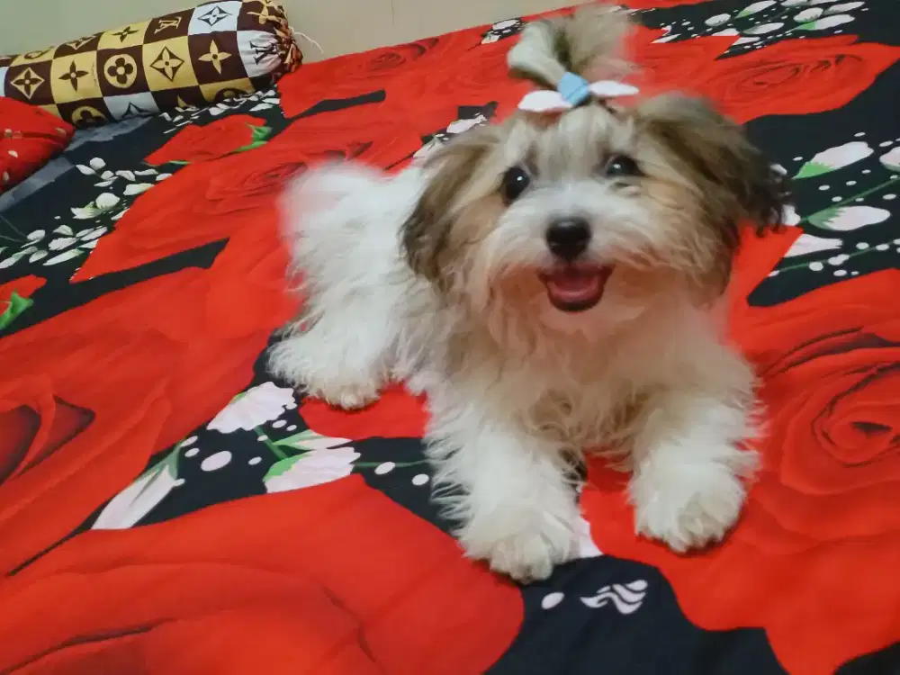 Anak anjing betina lucu