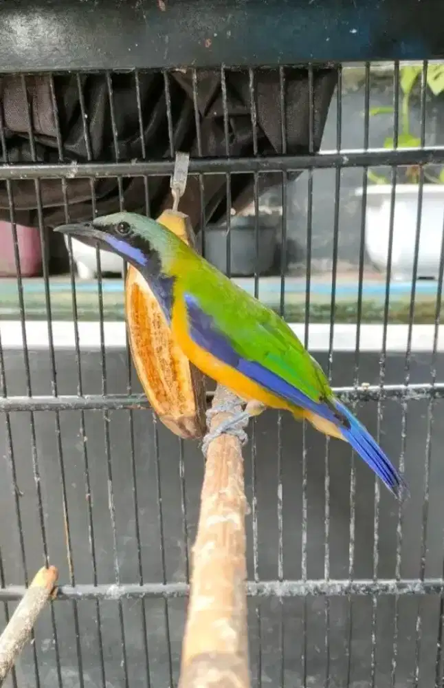 Sungko jantan mulus rawatan