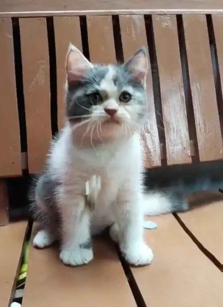 BSH Calico Dilute Line Ped Wcf