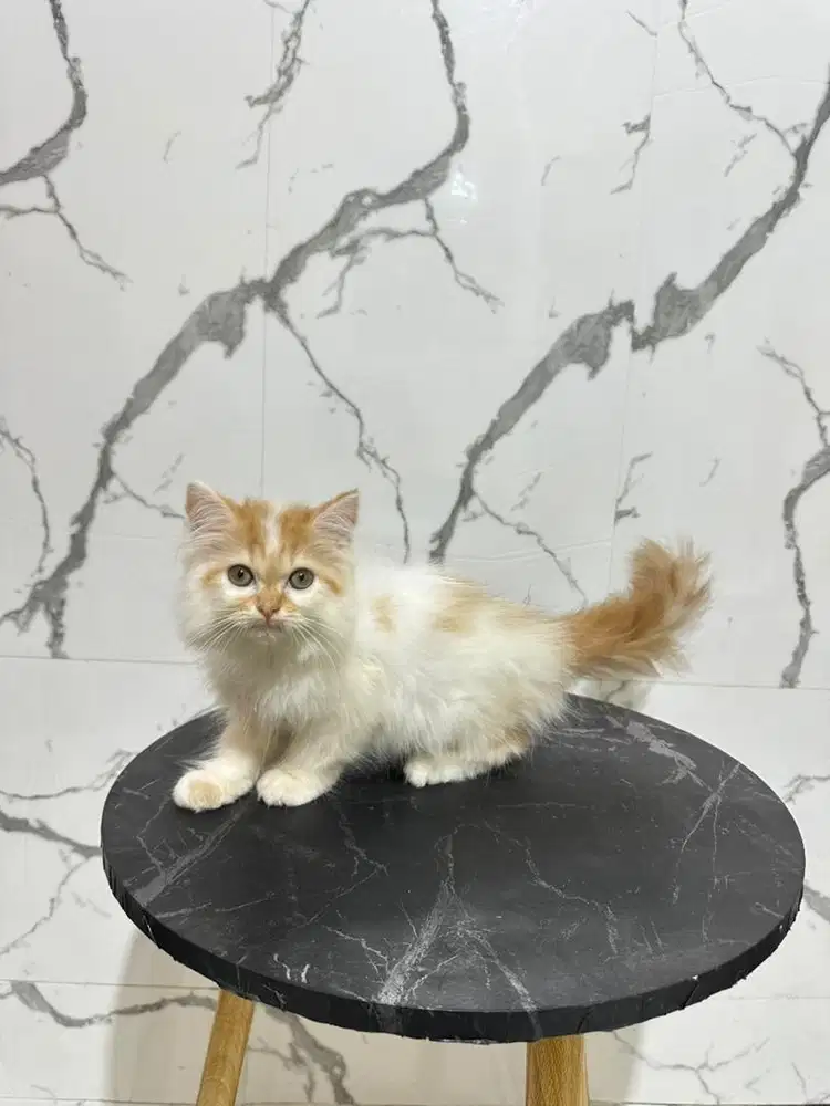 Kucing persia flatnose