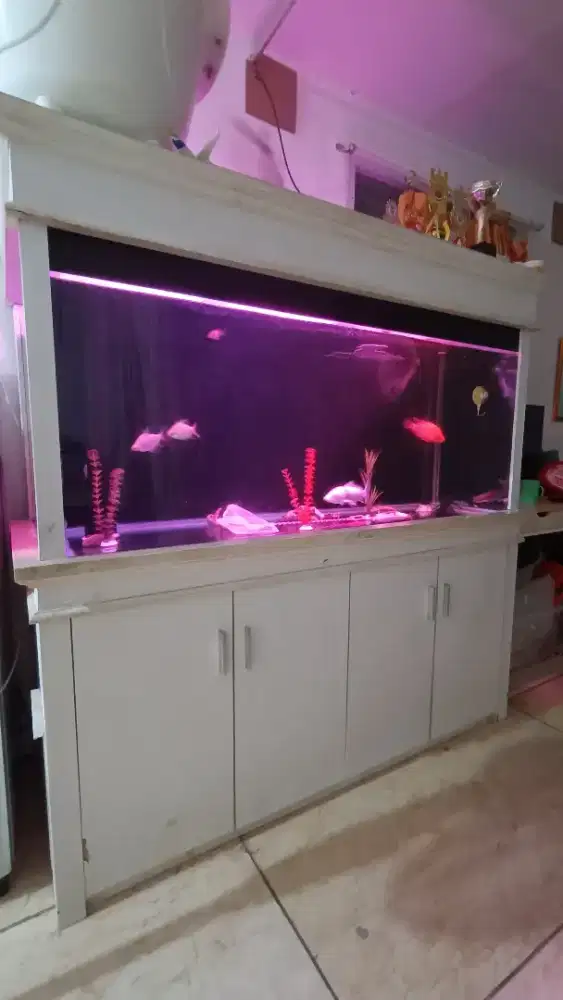 Aquarium Kaca Kabinet Jumbo