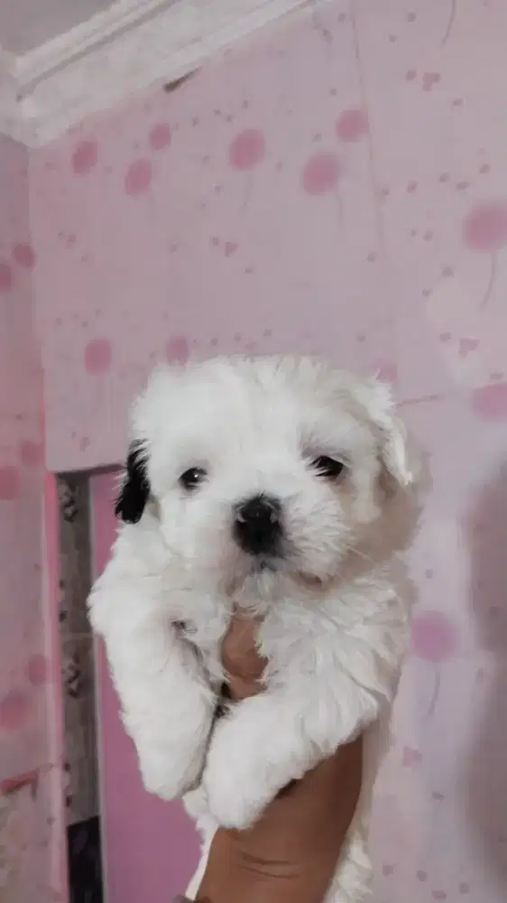 Betina Shihtzu non stb non vaksin