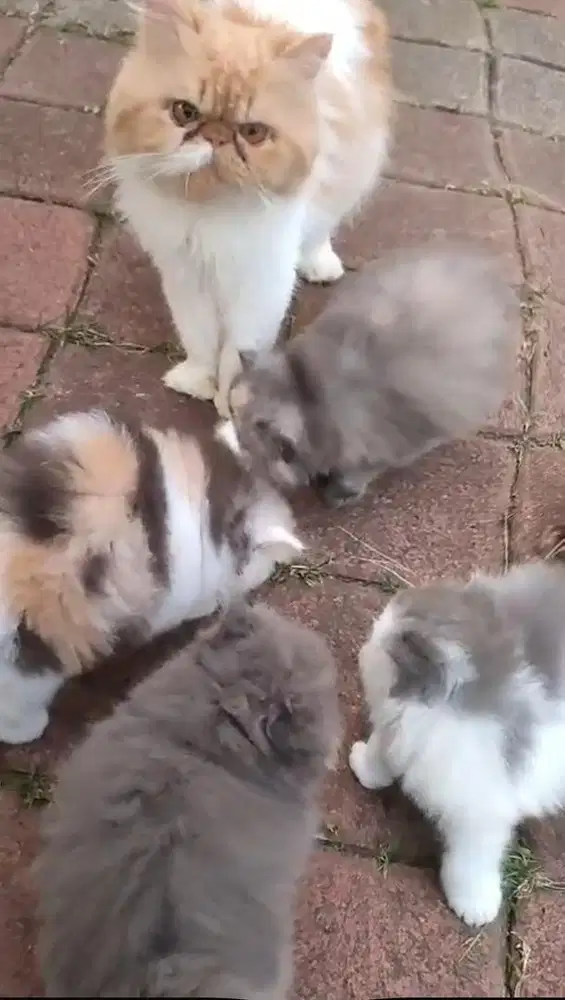 Peaknose X norwegian 2,5bln