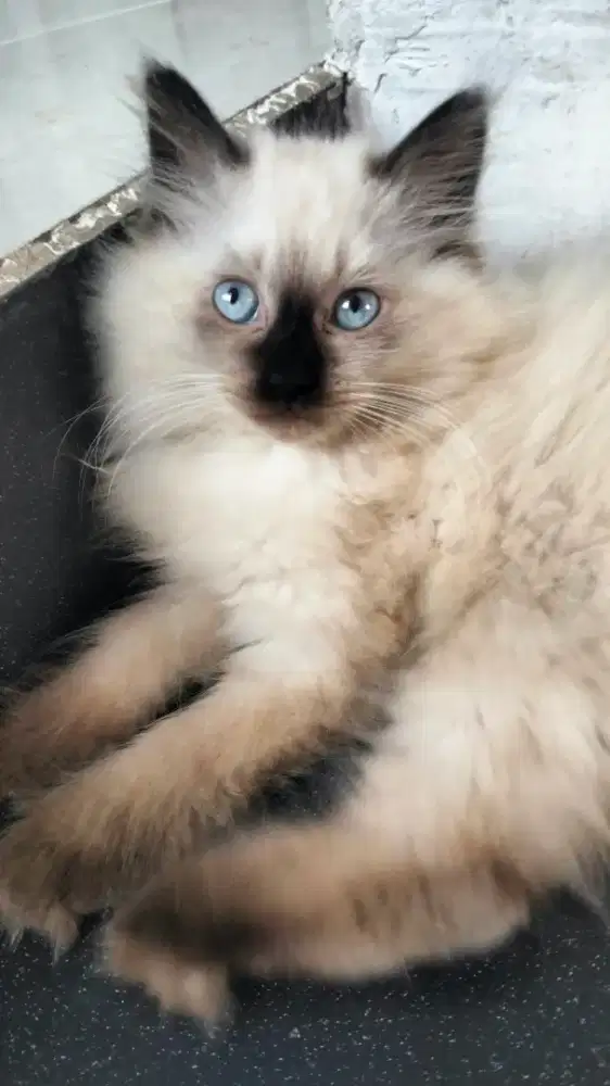 Kucing Persia Himalaya Jantan