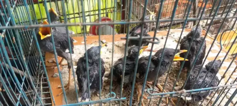 Lolohan jalak kerbau