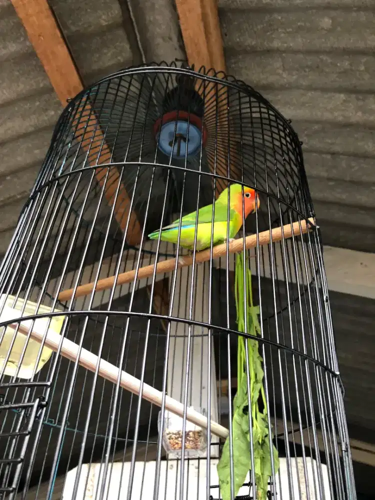 burung Lovebird betina