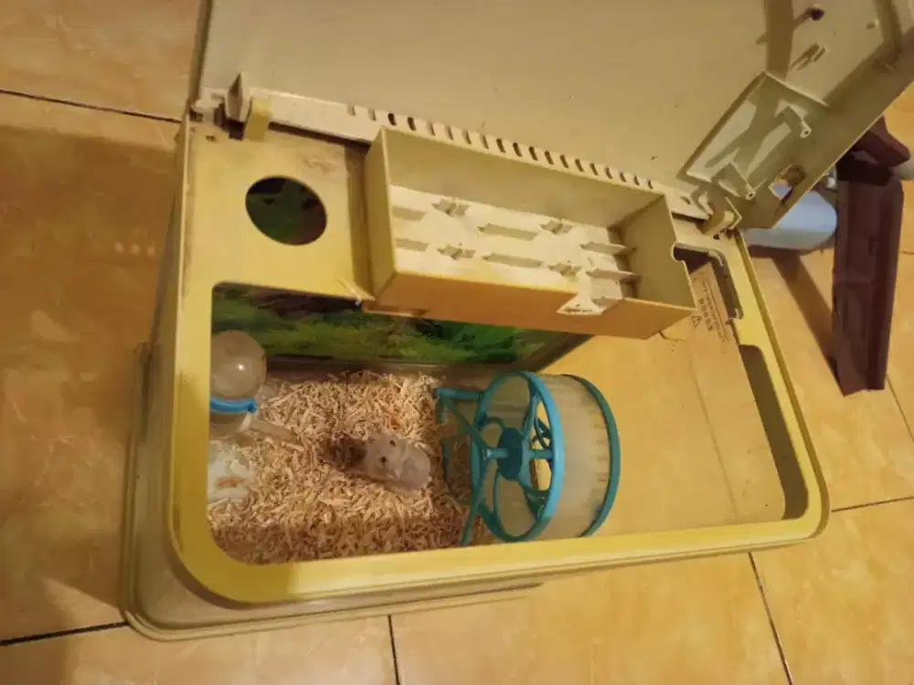 Hamster + aquarium yang ada tutup nya